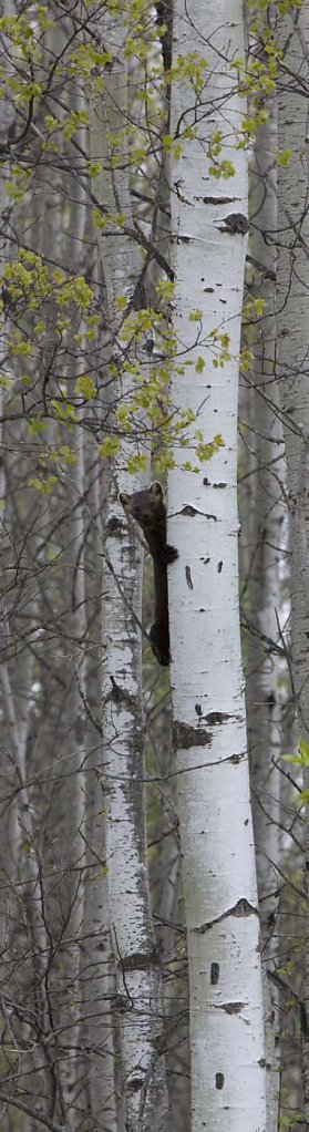 WILDLIFE