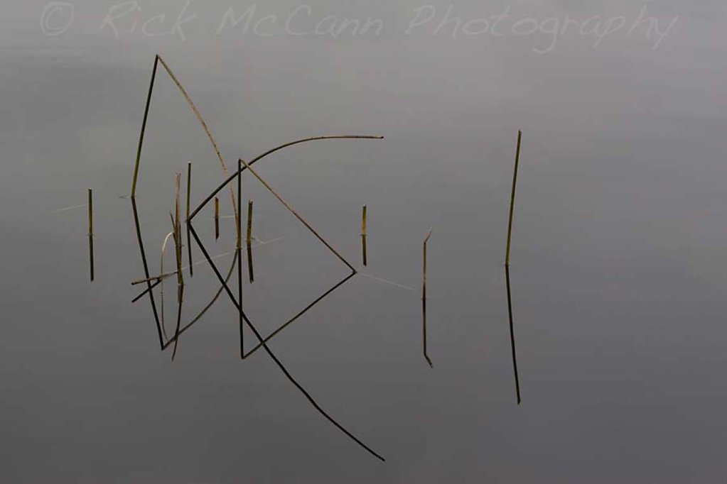 Reed Reflection 1